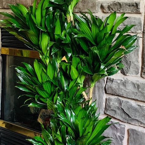 live dracaena plants for sale.